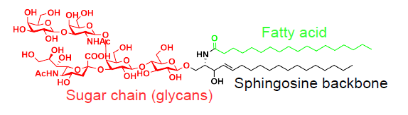 糖鞘脂结构图