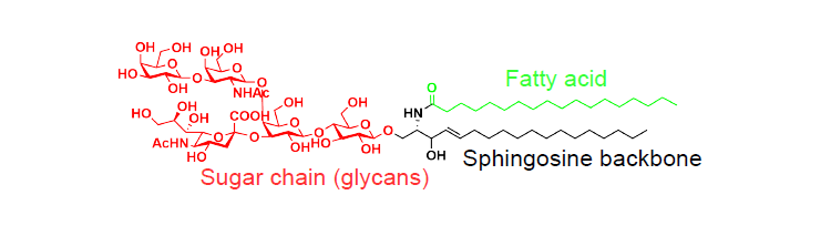 糖鞘脂结构图