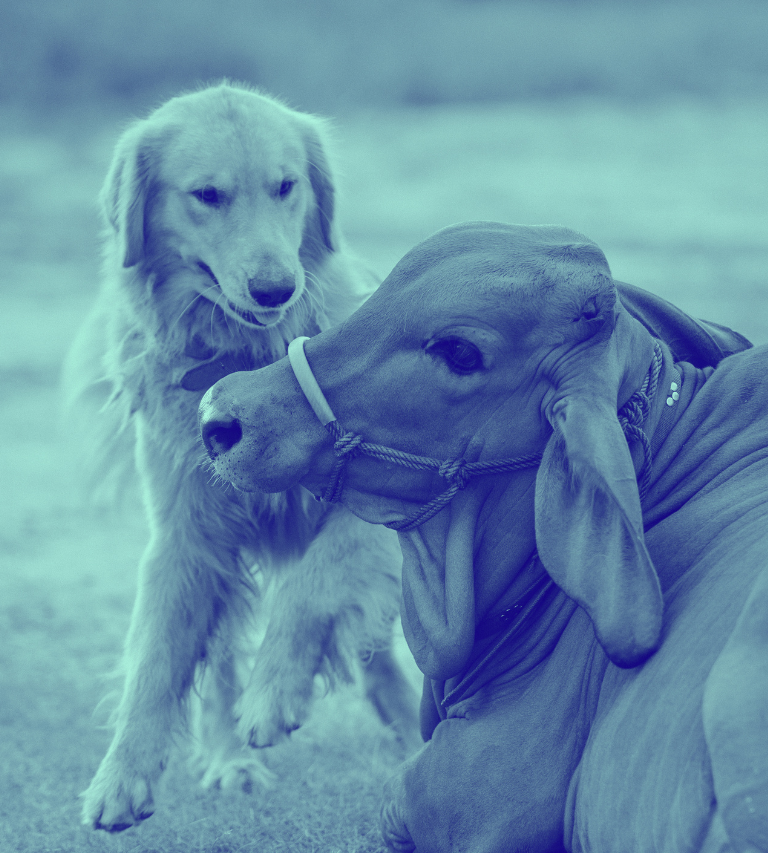 251016 Alhydrogel Vet blog cover