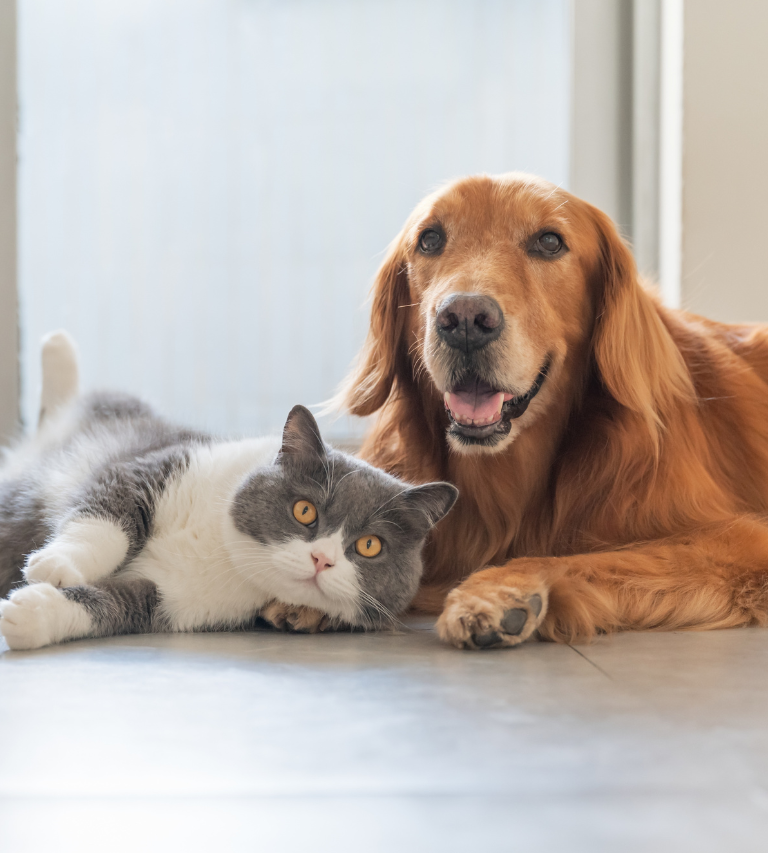 veterinary spot on