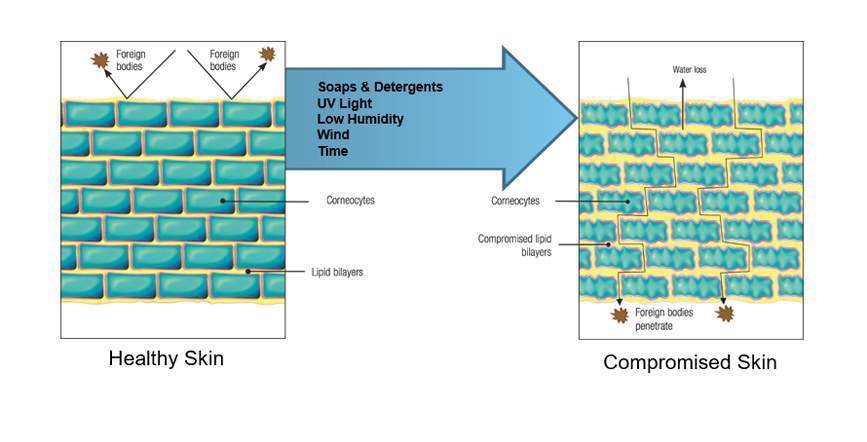 Lanolin skin repair diagram