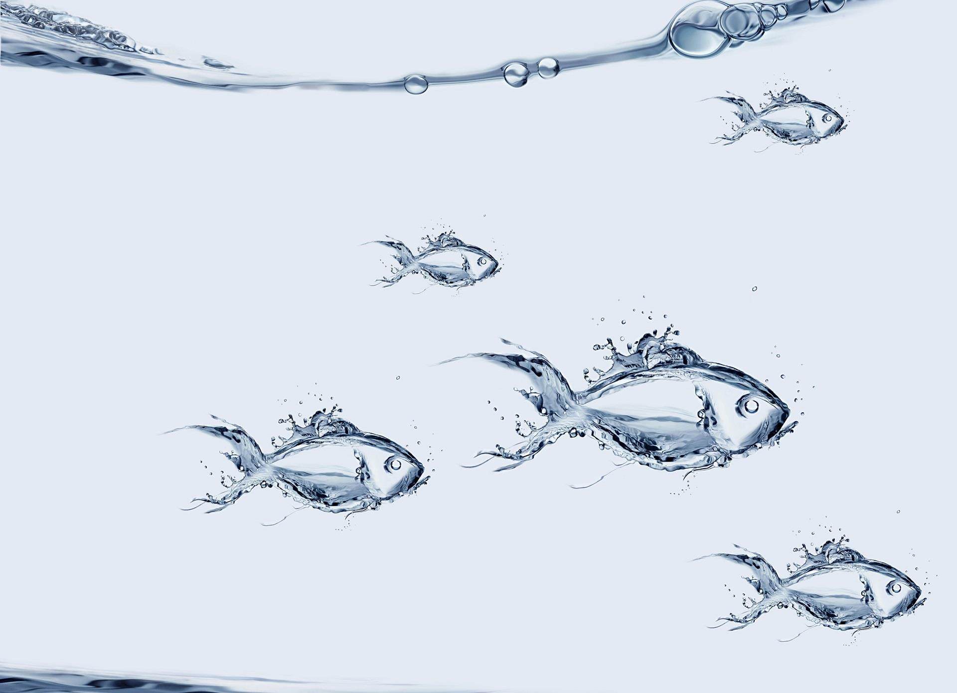 Copy of multiple fish swimming